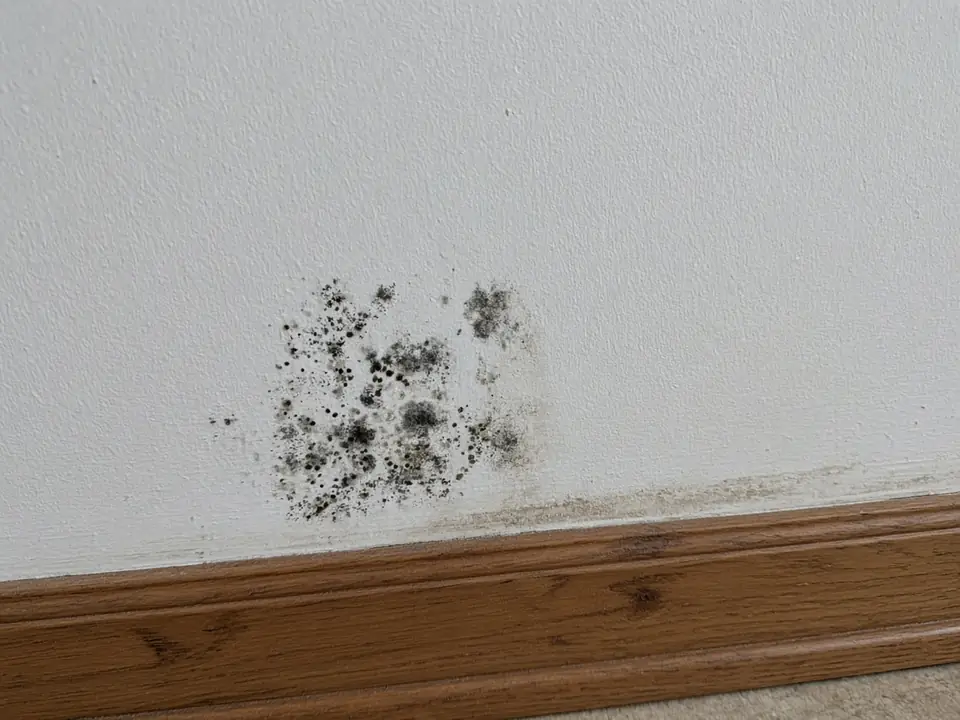 Illustrative close-up of dark mold spots on lower drywall above a baseboard, next to a water stain from a leak